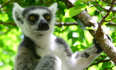Lemur catta
