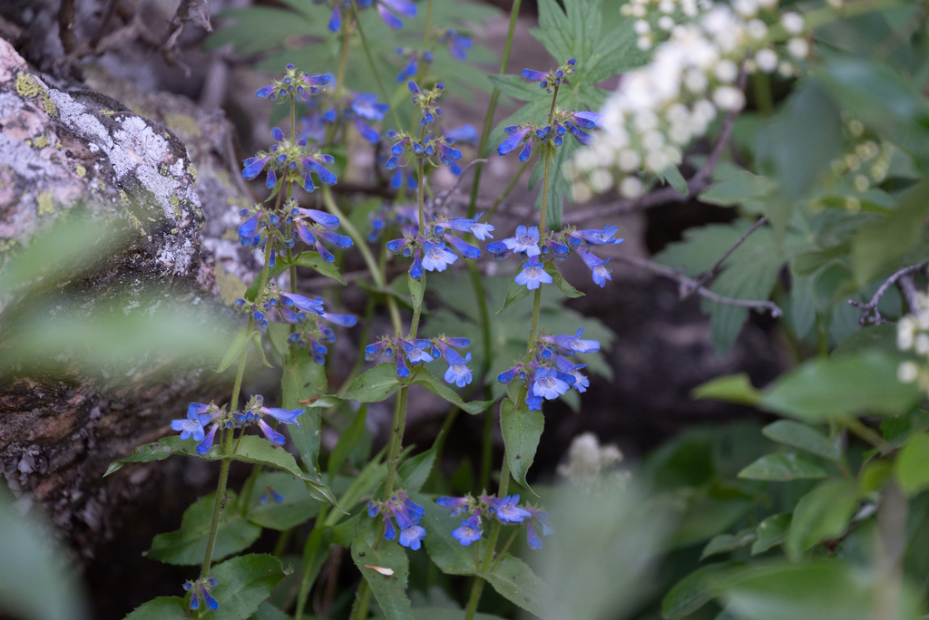 Wilcox's Penstemon from Grand Teton National Park, Teton, Wyoming ...