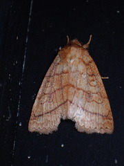 Pyreferra hesperidago