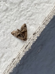 Lepidoptera
