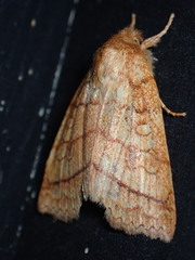 Pyreferra hesperidago