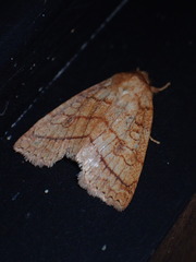 Pyreferra hesperidago