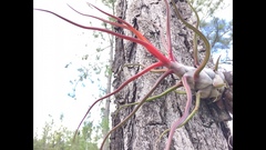 Tillandsia bulbosa