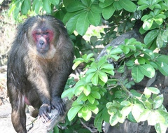 Macaca arctoides