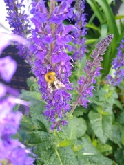 Bombus