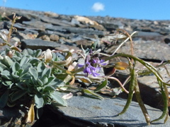 Boechera drepanoloba