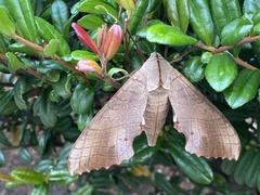 Marumba sperchius