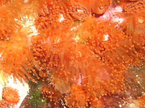 Corynactis viridis
