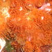 Corynactis viridis