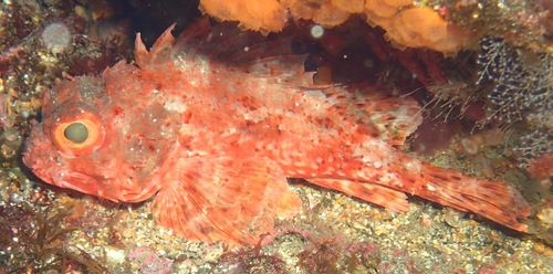 Small red scorpionfish (Scorpaena notata) — Scorpaenidae