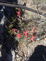 Castilleja lanata