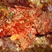 Small Red Scorpionfish - Photo (c) jeyre, some rights reserved (CC BY)