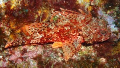 Small Red Scorpionfish photo 4