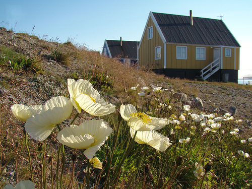 Arctic Poppy