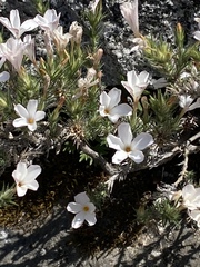 Linanthus dichotomus