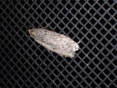 Semioscopis inornata