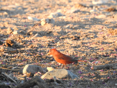 Summer Tanager