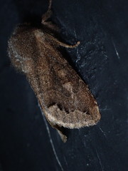 Orthosia garmani