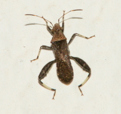 Heegeria tangirica