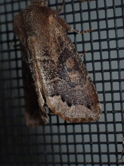 Orthosia garmani