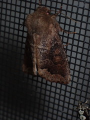 Orthosia garmani