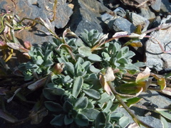 Boechera drepanoloba