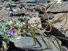 Boechera drepanoloba