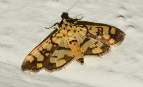 Pardomima azancla · iNaturalist