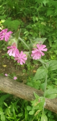 Silene dioica