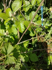 Enallagma cyathigerum