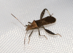 Heegeria tangirica