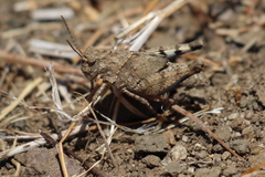 Trimerotropis occidentiloides