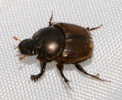 Digitonthophagus