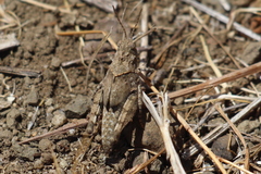 Trimerotropis occidentiloides