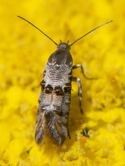 Lithariapteryx abroniaeella