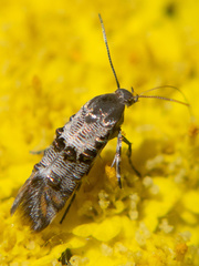 Lithariapteryx abroniaeella