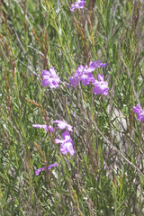 Bouchea linifolia
