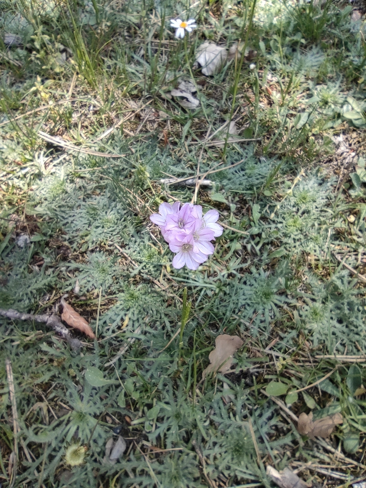 Armeria nebrodensis