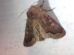 Orthosia garmani