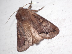 Orthosia garmani