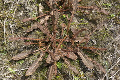 Rumex flexuosus