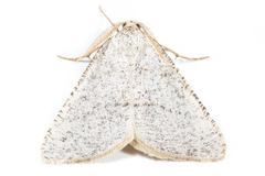 Macaria saphenata