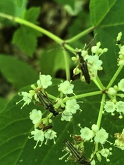 Analeptura