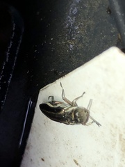 Agrilus bilineatus