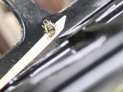 Agrilus bilineatus