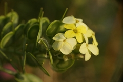 Biscutella cichoriifolia