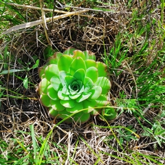 Orostachys malacophylla