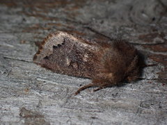 Orthosia garmani