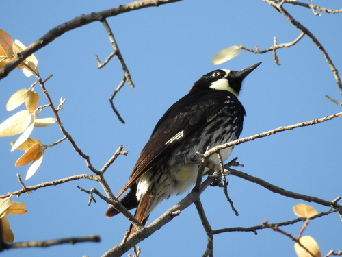 Acorn Woodpecker