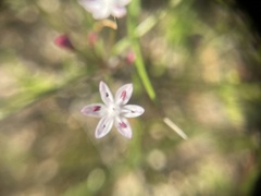 Strumaria tenella tenella